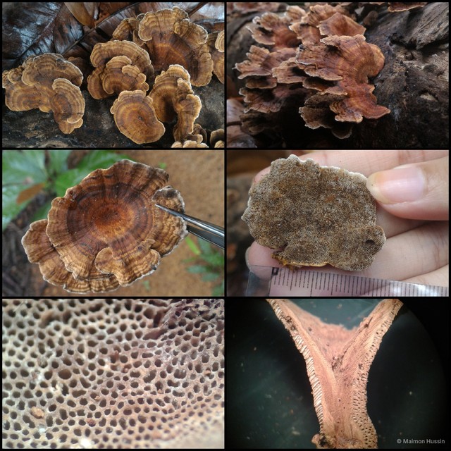 Basidiomycota sp. "13" • © Maimon Hussin • All Rights Reserved
