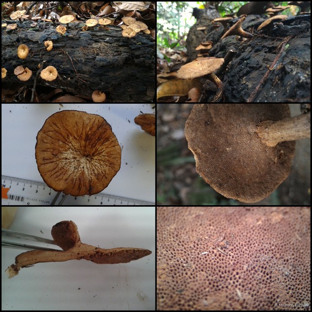Basidiomycota sp. "14" • © Maimon Hussin • All Rights Reserved