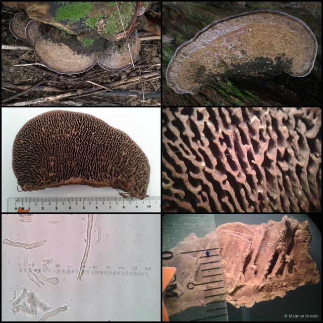 Basidiomycota sp. "15" • © Maimon Hussin • All Rights Reserved