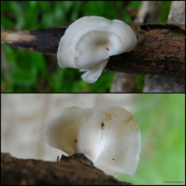 Basidiomycota sp. "16" • © Maimon Hussin • All Rights Reserved