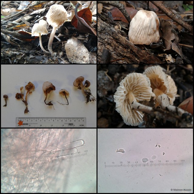Basidiomycota sp. "17" • © Maimon Hussin • All Rights Reserved