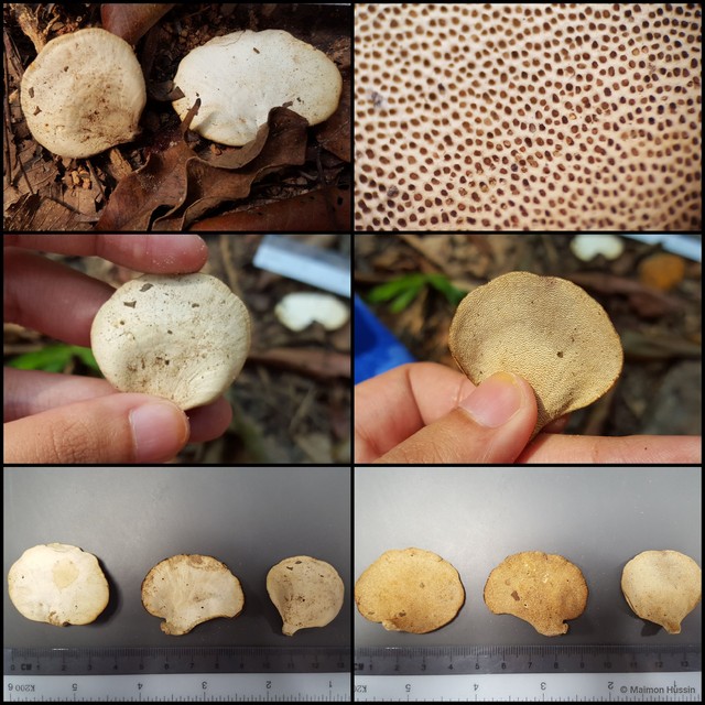 Basidiomycota sp. "18" • © Maimon Hussin • All Rights Reserved