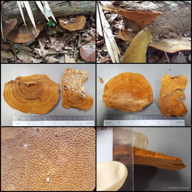 Basidiomycota sp. "19" • © Maimon Hussin • All Rights Reserved