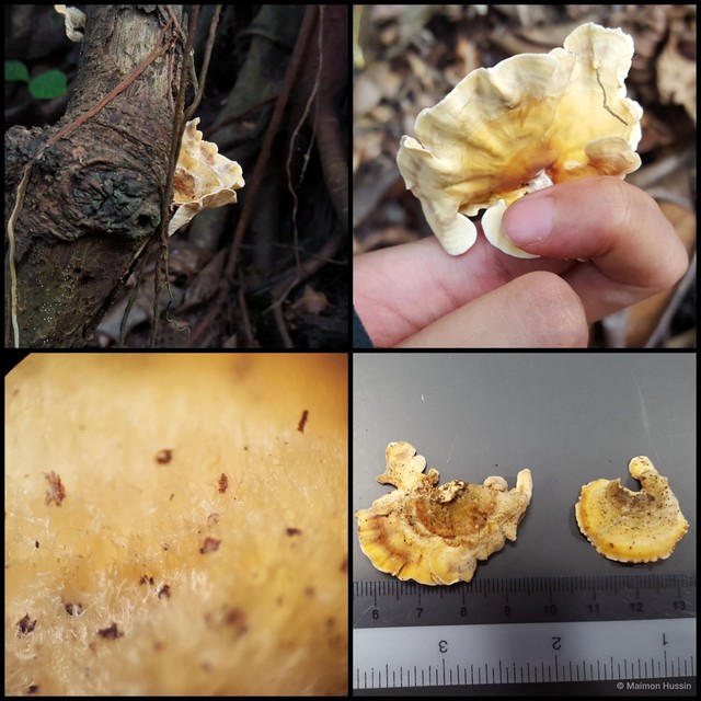 Basidiomycota sp. "20" • © Maimon Hussin • All Rights Reserved