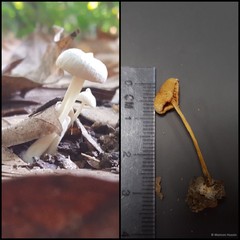 Basidiomycota sp. "21"