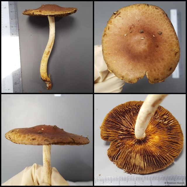 Basidiomycota sp. "23" • © Maimon Hussin • All Rights Reserved
