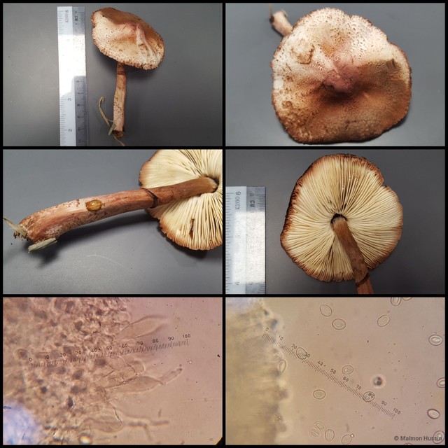 Basidiomycota sp. "24" • © Maimon Hussin • All Rights Reserved