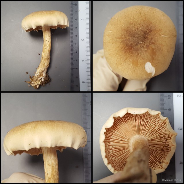 Basidiomycota sp. "25" • © Maimon Hussin • All Rights Reserved