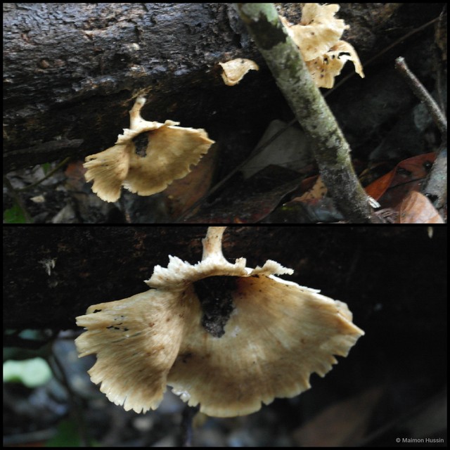 Basidiomycota sp. "26" • © Maimon Hussin • All Rights Reserved