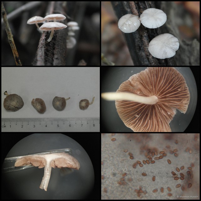 Basidiomycota sp. "27" • © Maimon Hussin • All Rights Reserved