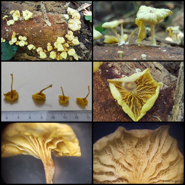 Basidiomycota sp. "28" • © Maimon Hussin • All Rights Reserved