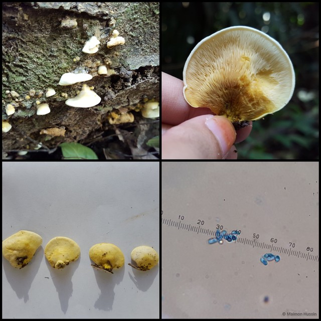 Basidiomycota sp. "29" • © Maimon Hussin • All Rights Reserved