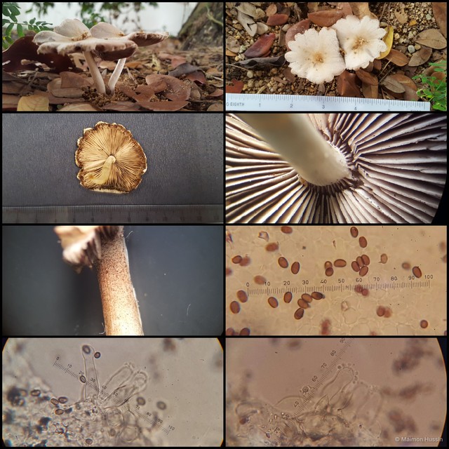 Basidiomycota sp. "3" • © Maimon Hussin • All Rights Reserved