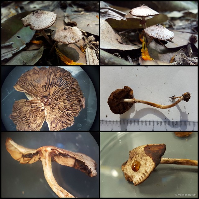 Basidiomycota sp. "30" • © Maimon Hussin • All Rights Reserved
