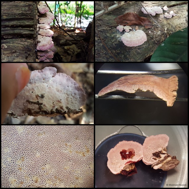 Basidiomycota sp. "31" • © Maimon Hussin • All Rights Reserved
