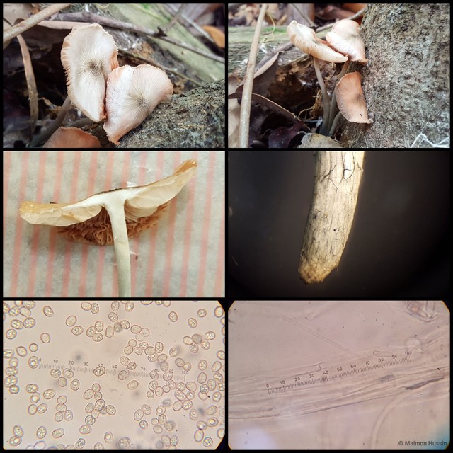 Basidiomycota sp. "32" • © Maimon Hussin • All Rights Reserved