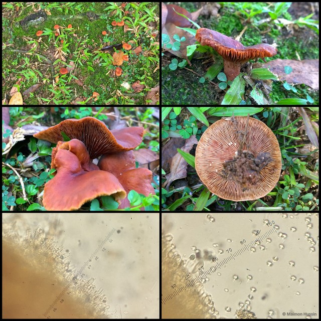 Basidiomycota sp. "33" • © Maimon Hussin • All Rights Reserved