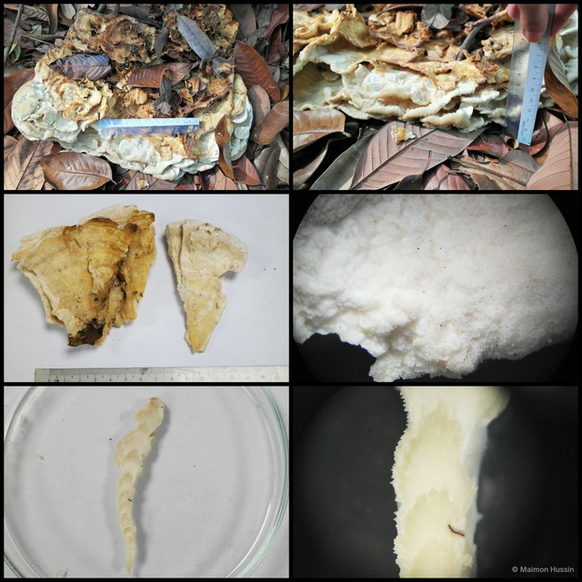 Basidiomycota sp. "34" • © Maimon Hussin • All Rights Reserved