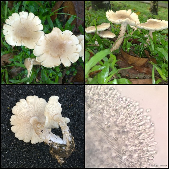 Basidiomycota sp. "35" • © Maimon Hussin • All Rights Reserved