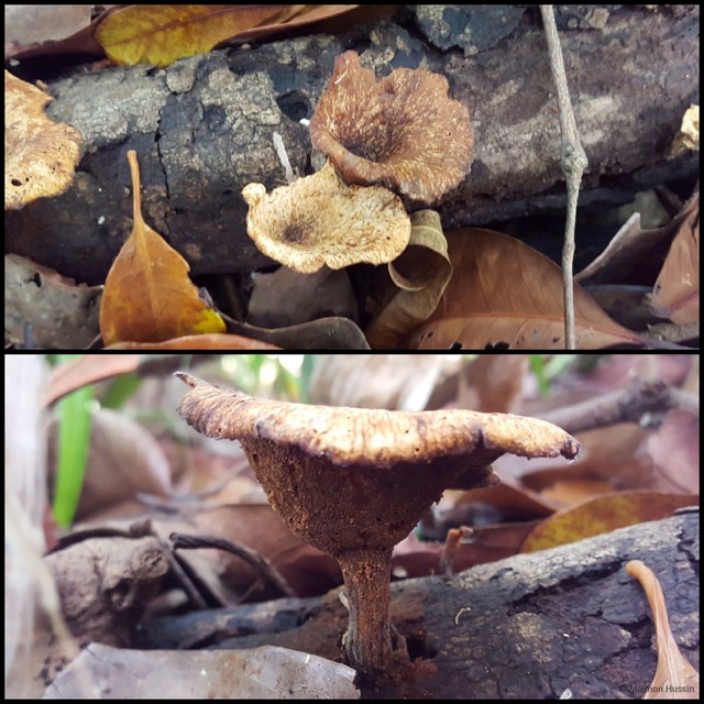 Basidiomycota sp. "36" • © Maimon Hussin • All Rights Reserved