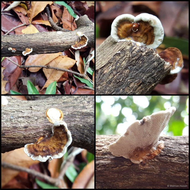 Basidiomycota sp. "37" • © Maimon Hussin • All Rights Reserved