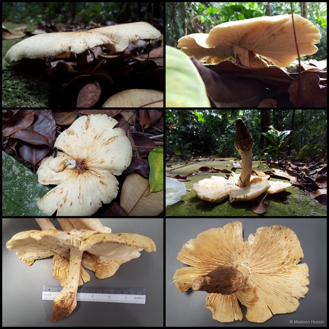 Basidiomycota sp. "38" • © Maimon Hussin • All Rights Reserved