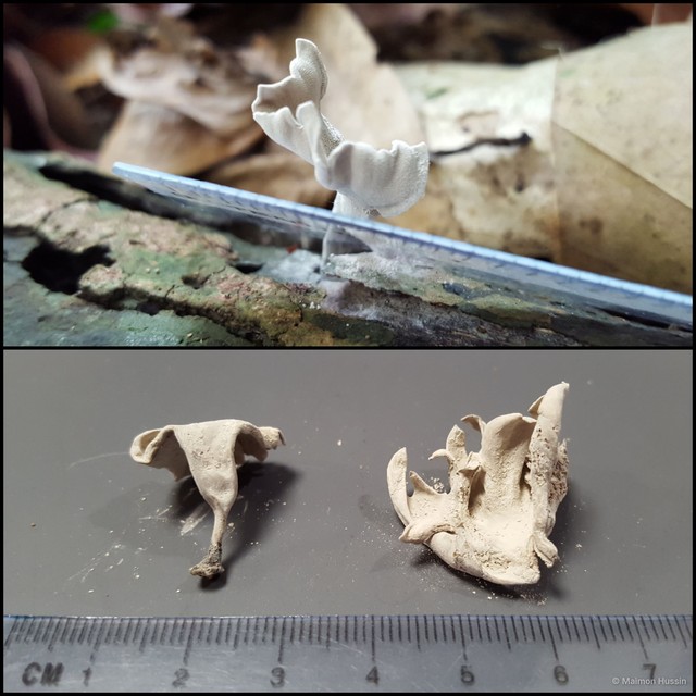 Basidiomycota sp. "39" • © Maimon Hussin • All Rights Reserved