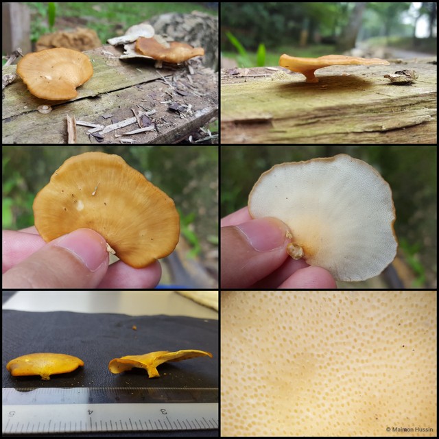 Basidiomycota sp. "4" • © Maimon Hussin • All Rights Reserved