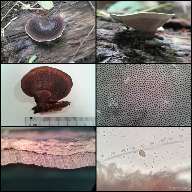 Basidiomycota sp. "5" • © Maimon Hussin • All Rights Reserved