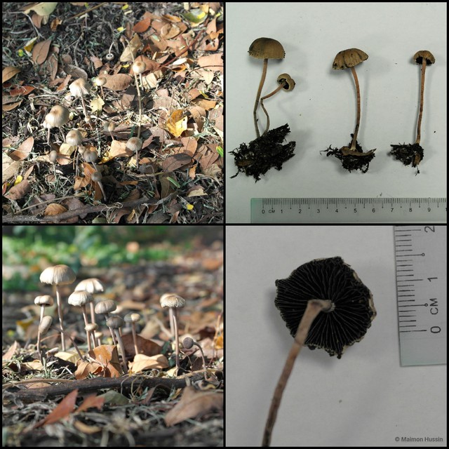 Basidiomycota sp. "6" • © Maimon Hussin • All Rights Reserved