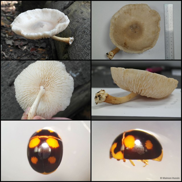 Basidiomycota sp. "8" • © Maimon Hussin • All Rights Reserved