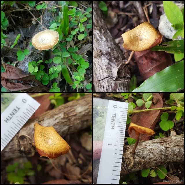 Basidiomycota sp. "9" • © Maimon Hussin • All Rights Reserved
