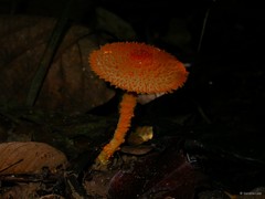 Agaricus (Pseudochitonia) trisulphuratus • © Serena Lee • All Rights Reserved