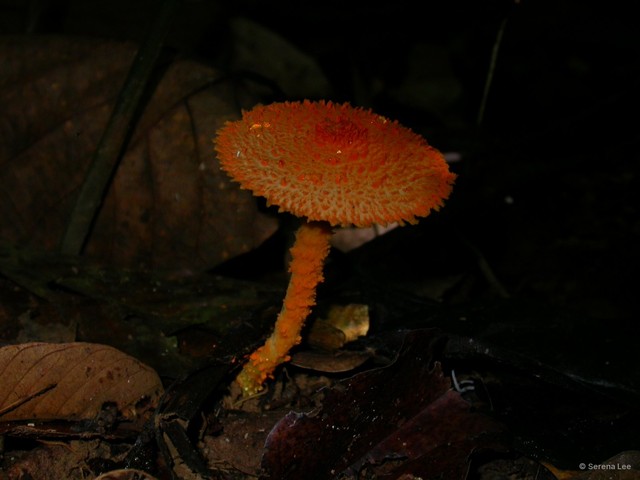 Agaricus (Pseudochitonia) trisulphuratus • © Serena Lee • All Rights Reserved