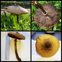 Chlorophyllum molybdites • © Maimon Hussin • All Rights Reserved