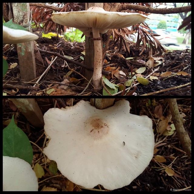 Chlorophyllum molybdites