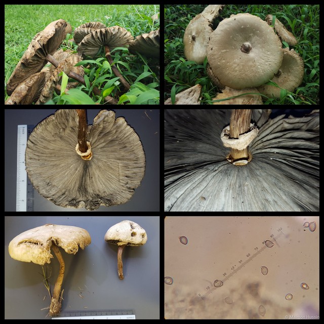 Chlorophyllum molybdites