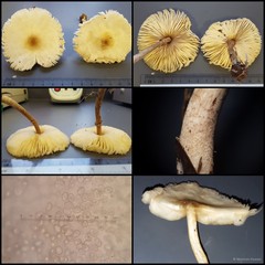 Leucoagaricus sp. "1" • © Maimon Hussin • All Rights Reserved