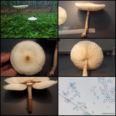 Leucoagaricus sp. "1" • © Maimon Hussin • All Rights Reserved