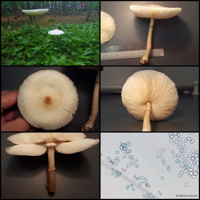Leucoagaricus sp. "1"