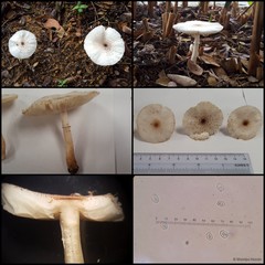 Leucoagaricus sp. "1" • © Maimon Hussin • All Rights Reserved