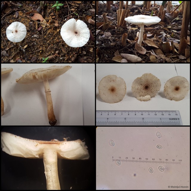 Leucoagaricus sp. "1"