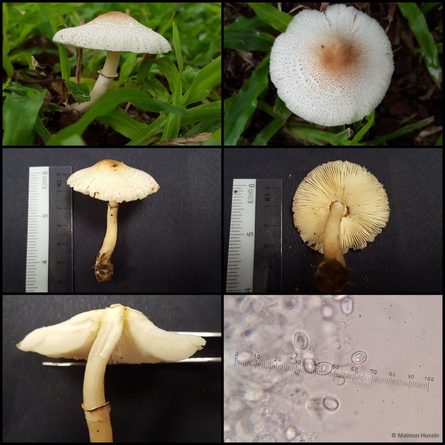 Leucoagaricus sp. "1"