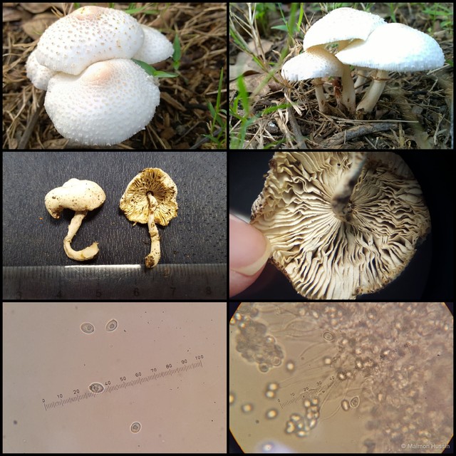Leucoagaricus sp. "2" • © Maimon Hussin • All Rights Reserved