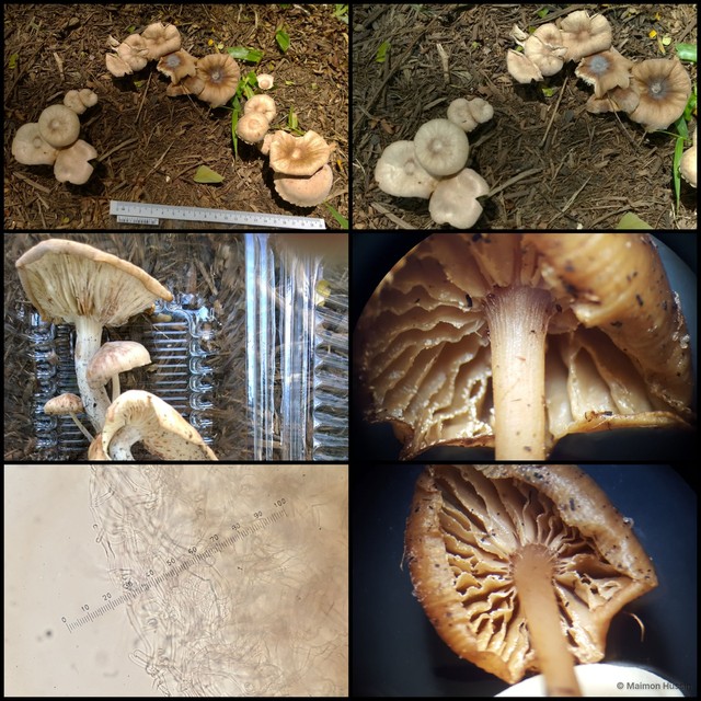 Leucoagaricus sp. "3" • © Maimon Hussin • All Rights Reserved