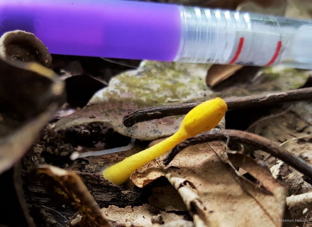 Leucocoprinus sp. "1" • © Maimon Hussin • All Rights Reserved