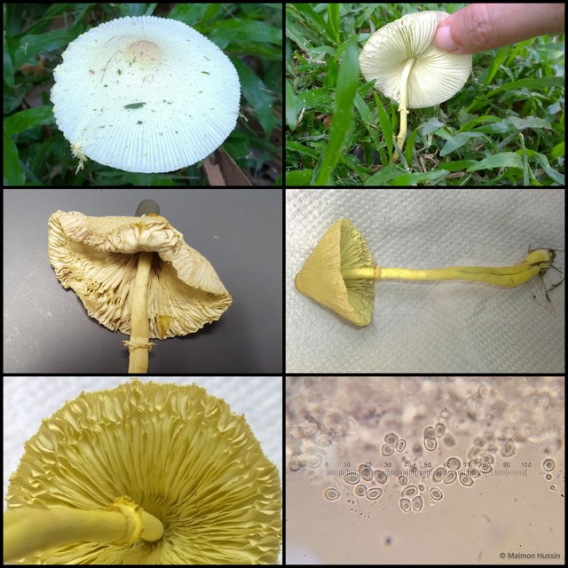 Leucocoprinus birnbaumii • © Maimon Hussin • All Rights Reserved
