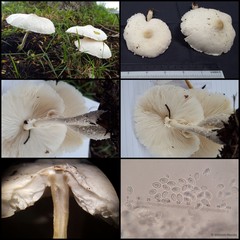 Leucocoprinus cretaceus • © Maimon Hussin • All Rights Reserved