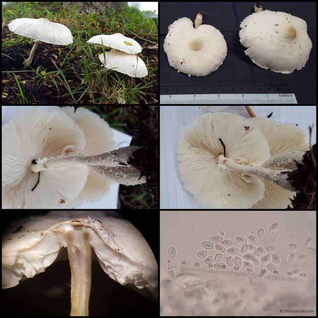 Leucocoprinus cretaceus • © Maimon Hussin • All Rights Reserved
