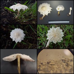 Leucocoprinus cretaceus • © Maimon Hussin • All Rights Reserved